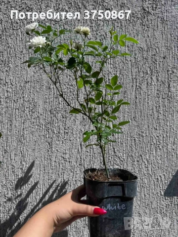 🌹 Нискостъблени рози – красота през цялото лято, снимка 4 - Градински цветя и растения - 51029261