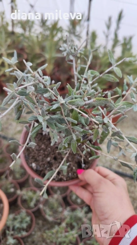 Теукриум, Teucrium Fruticans, Подъбиче, сухолюбиво и непретенциозно ароматно растение, снимка 7 - Градински цветя и растения - 39343405