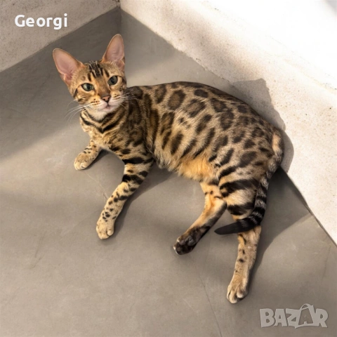 Бенгалски котета 5 седмични, снимка 11 - Бенгалски - 53458423