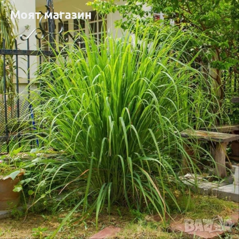 Лимонена трева за чай, настинка и т.н.