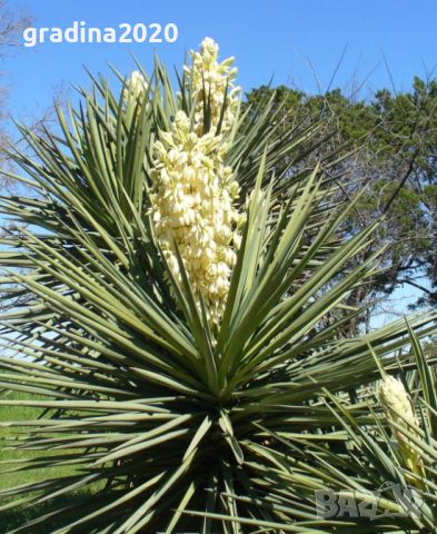 Юка (Yucca)  , снимка 3 - Градински цветя и растения - 27586544