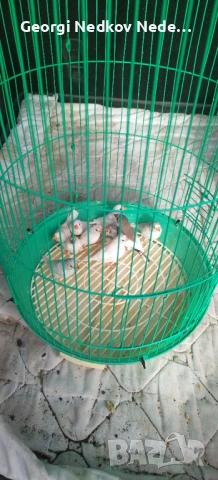 Продавам амадини