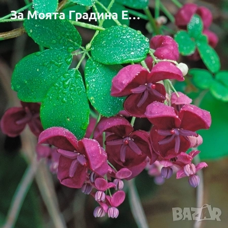 Акебия , снимка 5 - Градински цветя и растения - 53743831