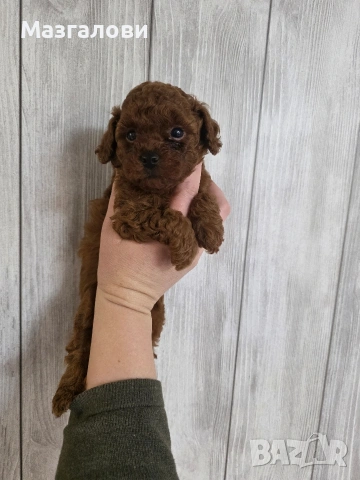 Продавам пудел той, снимка 7 - Пудели - 53826898