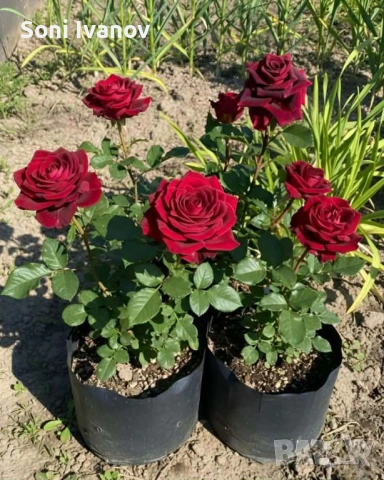 Контейнерни рози, щамбова рози