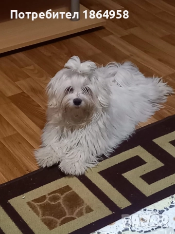 Супер мини Малтийска Болонка Доставка, снимка 5 - Болонка - 52105423