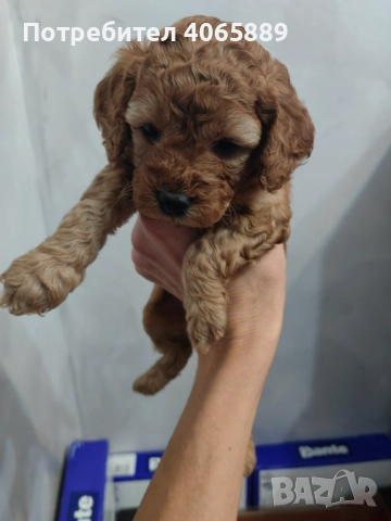  Мини пудел , снимка 7 - Пудели - 52898695