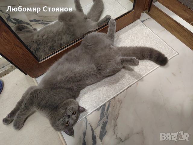 Британец за разплод , снимка 10 - Британска късокосместа - 53433473