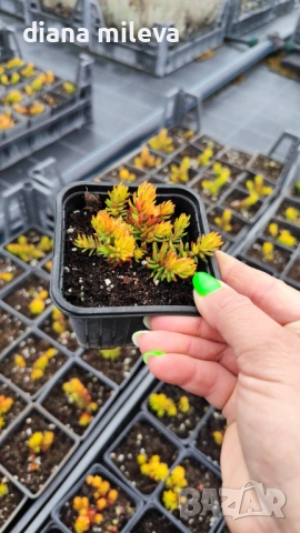 Седум Анджелина, Sedum rupestre Angelina, студоустойчив, снимка 10 - Градински цветя и растения - 47307888