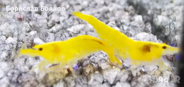 Скариди Yellow cherry shrimp , снимка 1 - Рибки - 47593187