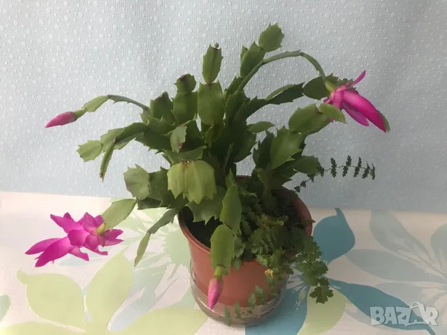 Коледниче/schlumbergera снимки от19.01.2025, снимка 7 - Стайни растения - 48509255