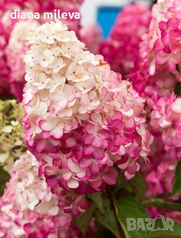 Хортензия Пиникулата Фрайз Мелба, Hydrangea pan.’Fraise melba’, снимка 2 - Градински цветя и растения - 46212244