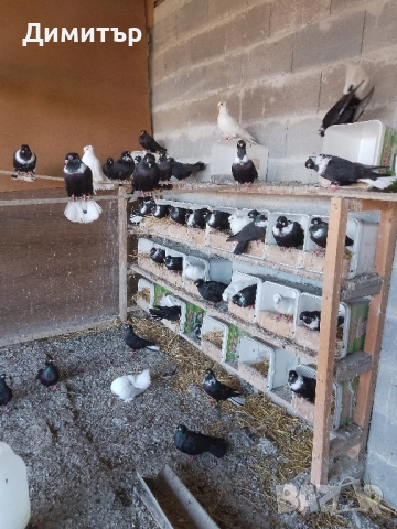 Гълъби шуменски и декорация. 