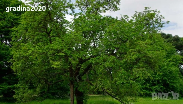 Черница – черна, розова и бяла, снимка 5 - Разсади - 52960035