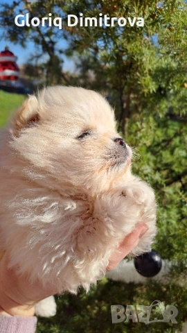 Померан мини , снимка 2 - Померан - 52927765