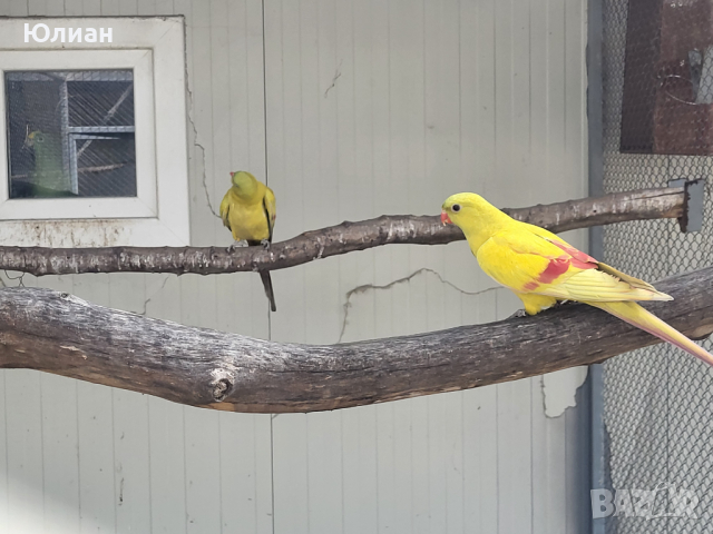 Жълти планински папагали, снимка 2 - Папагали - 45034632
