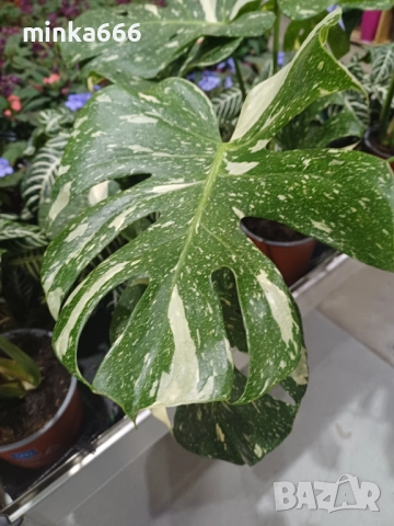 Манстера Thai, снимка 3 - Стайни растения - 52858721