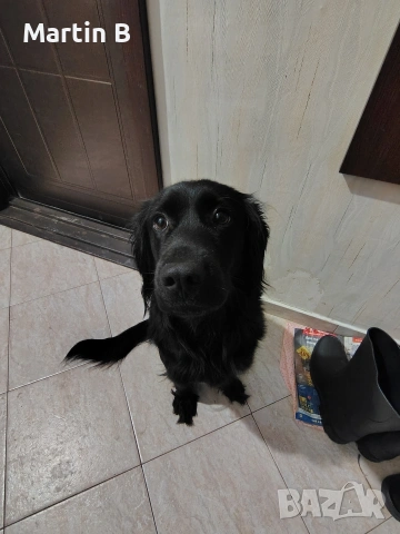 Подарявам женско куче на 1 година и 3 месеца, снимка 2 - Други - 53136565