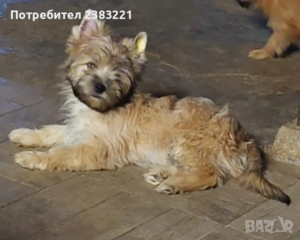 Продавам куче , снимка 2 - Други - 53634313