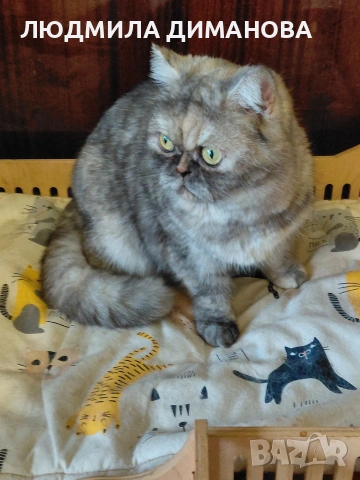 Екзотично женско , снимка 5 - Персийска - 53943234