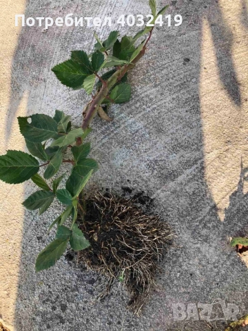 Разсад къпини сорт Джъмбо без бодли, снимка 2 - Разсади - 49694671