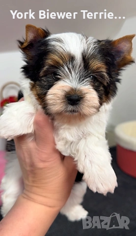 Йорк, пухкав момчето за семейство с деца! Доставка 