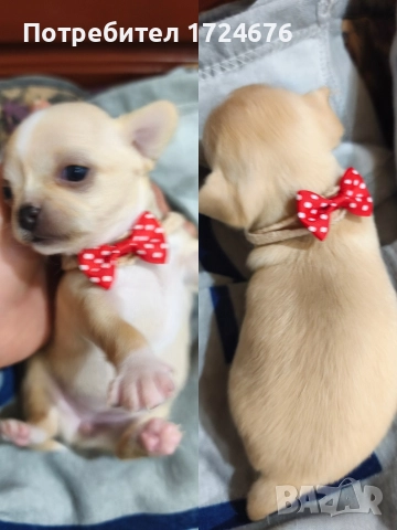 мини чихуахуа, снимка 3 - Чихуахуа - 52731439