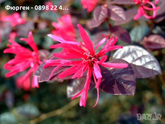 Лоропеталум/ Loropetalum - червен, снимка 2 - Разсади - 50963920