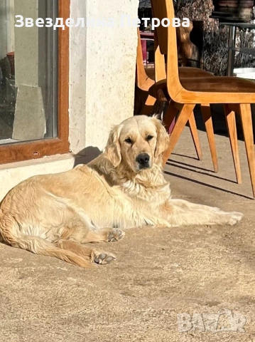 ГОЛДЪН РЕТРИВЪР, снимка 9 - Голдън ретривър - 54084435