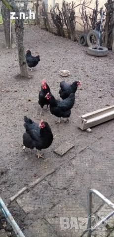 Кокошки и петел Австралорп