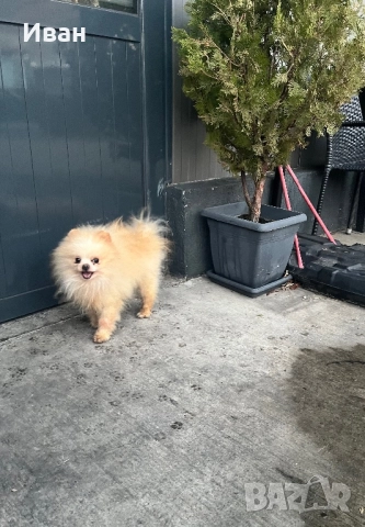 Мъжки померан