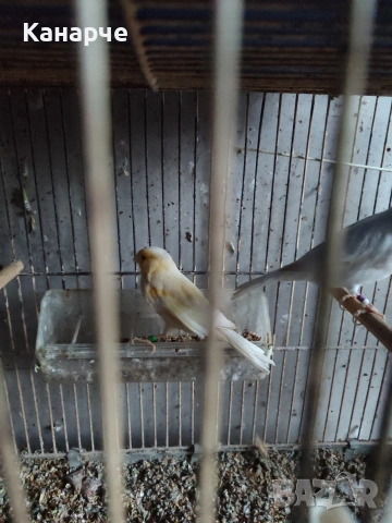 Канари, снимка 4 - За птици - 53169586