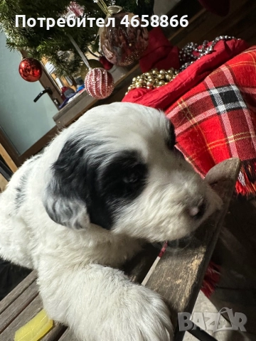 Бебе каракачанка, снимка 15 - Каракачанска овчарка - 52514278