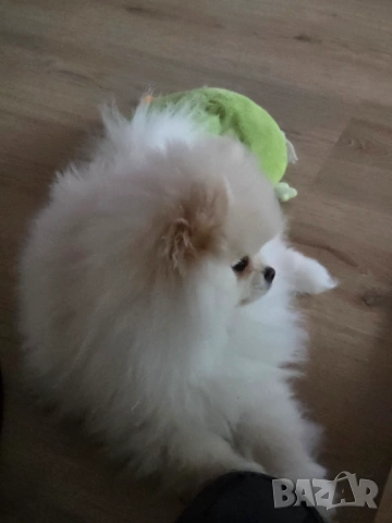 Померан момиче, снимка 7 - Померан - 53300145