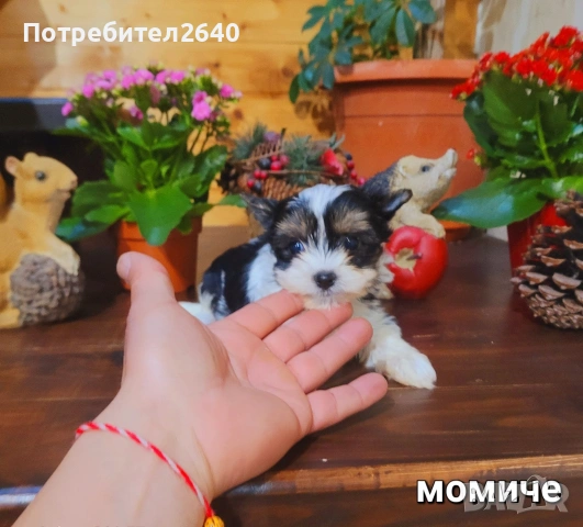 Бивер Йоркширски териер-бивър, снимка 7 - Йоркширски териер - 53761982