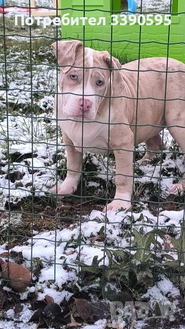 Aмериканско Були Хл , снимка 2 - Питбул - 52688919