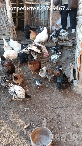 продавам пуики и пилета