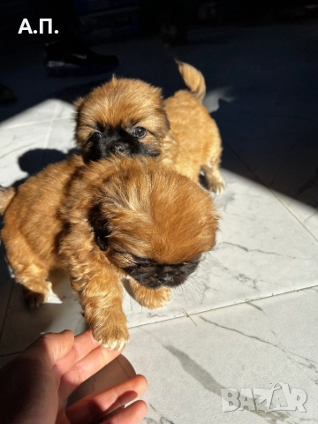 Продавам Чистокръвни пекинези, снимка 4 - Пекинез - 52788805