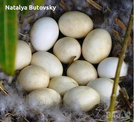 Оплодени яйца от мускусни (неми) патици , снимка 2 - Патици и гъски - 46668575