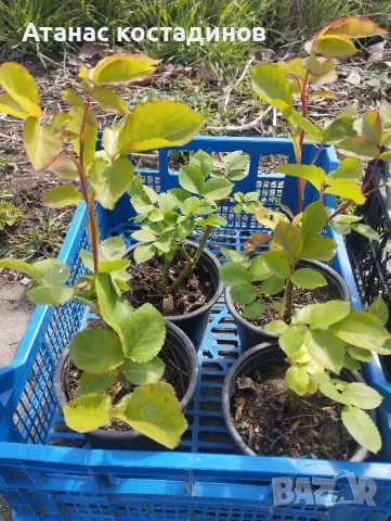 Рози различни цветове