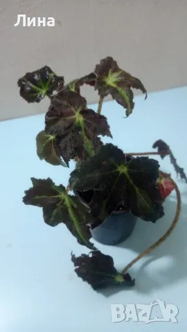 Бегония Нигриканс(Begonia Mazae Nigricans) , снимка 1 - Стайни растения - 48839479