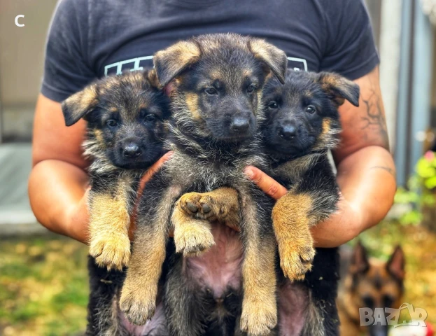 Елитни Чистокръвни Малки Немски Овчарки , снимка 1