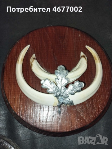 Глиги от диво прасе, снимка 3 - Антикварни и старинни предмети - 52792846