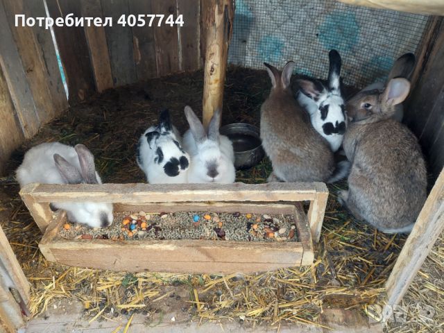 Зайци, снимка 2 - Други животни - 45162929