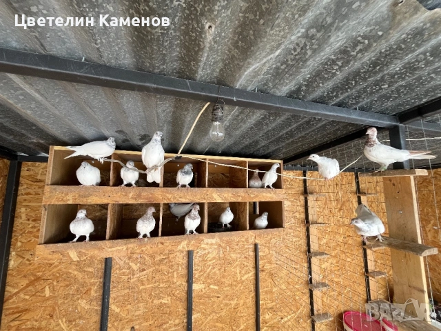 Унгарски високолетящи / Унгарци Гълъби 