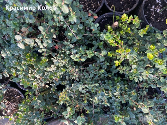 Ягодова мирта, чилийска гуава, Ugni molinae, растения плододаващи, екзотични, снимка 6 - Градински цветя и растения - 52516873