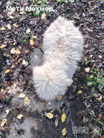 лагото, снимка 4 - Други - 51213827