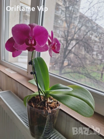 Орхидея, снимка 3 - Стайни растения - 44657639