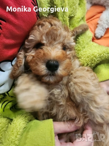 Чистокръвни Пудели , снимка 5 - Пудели - 52790911