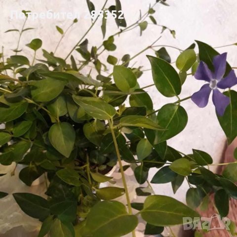 Винка Минор /големи растения -15 броя, снимка 7 - Градински цветя и растения - 45729827